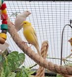 Raza espagnola kanarie pop, Dieren en Toebehoren, Vogels | Kanaries, Vrouwelijk