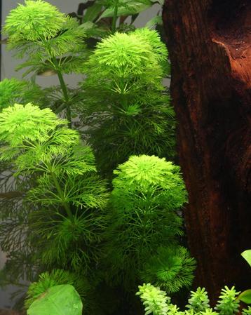Limnophila Heterophylla beschikbaar voor biedingen