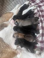 Amerikaanse Akita x Huskita pups, België, Particulier, Rabiës (hondsdolheid), 8 tot 15 weken