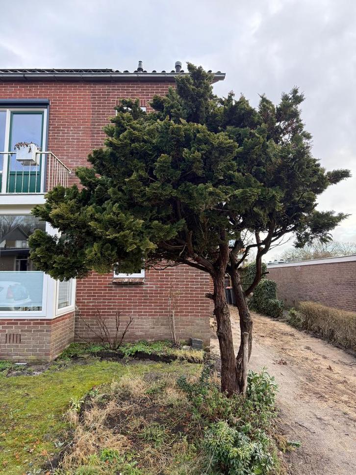 Grote Boom Juniperus (Jeneverbes) - Zelf Afgraven - Gratis!, Tuin en Terras, Planten | Bomen, Overige soorten, 250 tot 400 cm