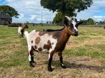 Te koop 3 lieve dwerggeiten, Dieren en Toebehoren, Schapen, Geiten en Varkens, Vrouwelijk, Geit, 3 tot 5 jaar