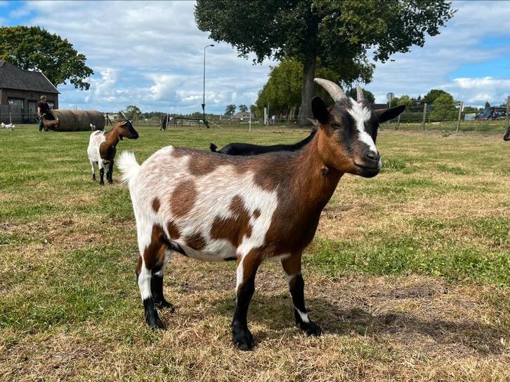 Te koop 3 lieve dwerggeiten, Dieren en Toebehoren, Schapen, Geiten en Varkens, Geit, Vrouwelijk, 3 tot 5 jaar