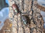 Lamprima adolphinae, Dieren en Toebehoren, Insecten en Spinnen, Overige soorten