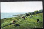 Koeien tevreden grazend aan de kust, 1918, Duitse veldpost, Verzamelen, Ansichtkaarten | Dieren, Gelopen, Overige soorten, Voor 1920