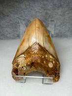 Grote (14,35 cm) megalodon haaientand Indonesië, Verzamelen, Fossiel, Verzenden