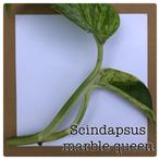 16. scindapsus marble queen €1,75, Ophalen of Verzenden, Overige soorten, Minder dan 100 cm