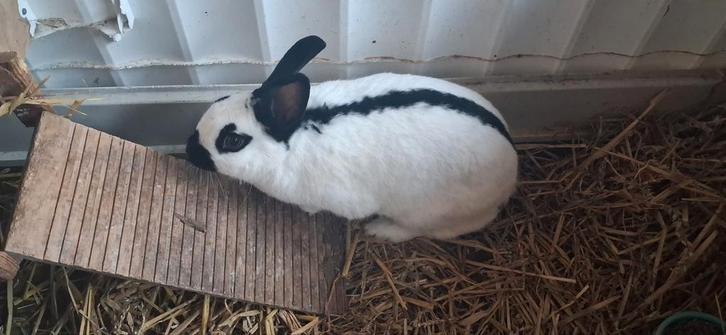 Lotharinger (voedster), Dieren en Toebehoren, Konijnen