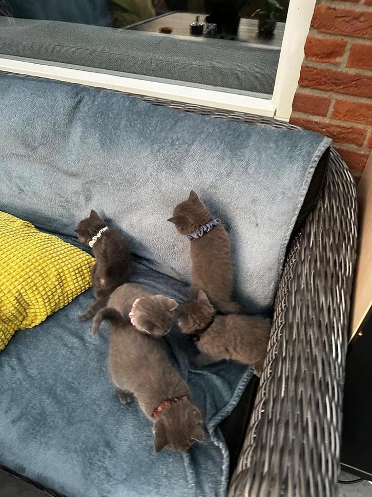 Prachtig Brits korthaar nestje, Dieren en Toebehoren, Katten en Kittens | Raskatten | Korthaar, Meerdere dieren, Ontwormd