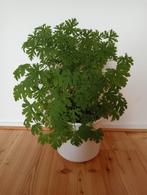 Citroengeranium, Huis en Inrichting, Kamerplanten, Overige soorten, Minder dan 100 cm, Halfschaduw, Ophalen