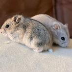 Twee campbelli hamster mannetjes, Dieren en Toebehoren, Knaagdieren, Hamster, Mannelijk, December, Tam