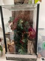 Terrarium met rood/gele wimpergekko, Dieren en Toebehoren, Reptielen en Amfibieën | Toebehoren, Ophalen, Zo goed als nieuw