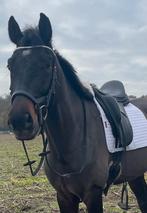 🎁 Allround Dressuurpaard, van Johnson 🎁, B, Gechipt, Ruin, Dressuurpaard