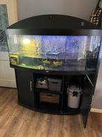 Aquarium incl 2 geelbuikschildpadden, inhoud en pomp, Dieren en Toebehoren, Ophalen, Zo goed als nieuw, Overige typen
