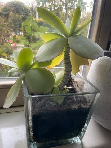 Mooie vetplant in glazen bloempot. beschikbaar voor biedingen