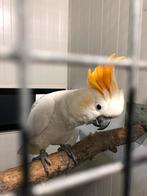 Gezocht Oranjekuif man, Dieren en Toebehoren, Vogels | Parkieten en Papegaaien, Mannelijk, Parkiet