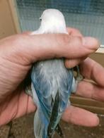 Prachtige piep jonge agapornis fisheri opaline violet euwing, Dieren en Toebehoren, Vogels | Parkieten en Papegaaien, Meerdere dieren