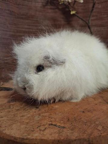Ch teddy cavia zeugje beschikbaar voor biedingen