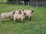 ooilammeren lammeren Clun Forest, Meerdere dieren, Schaap, 0 tot 2 jaar