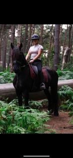 Friese stamboek merrie te koop, Dieren en Toebehoren, Paarden, Merrie, Gechipt, Zadelmak, 3 tot 6 jaar