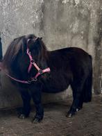 🩷🩷🩷Super brave drachtige kinderpony🩷🩷🩷91cm, Dieren en Toebehoren, Niet van toepassing, A pony (tot 1.17m), 11 jaar of ouder