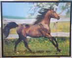 Schilderij - Stallion - Grafiek in Lijst, Antiek en Kunst, Ophalen of Verzenden