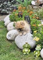 Pomeriaan | Pomeranian pups met stamboom FCI– geboren 27-04, Dieren en Toebehoren, Keeshond, 8 tot 15 weken, CDV (hondenziekte)
