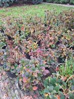 LAATSTE HORTENSIA'S !!!, Tuin en Terras, Planten | Struiken en Hagen, Ophalen of Verzenden, Hortensia, Minder dan 100 cm