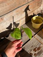 Epipremnum marble queen/Pothos, Huis en Inrichting, Kamerplanten, Ophalen, Halfschaduw, Minder dan 100 cm