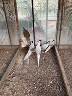5 zilverfazanten te koop, Meerdere dieren, Kip