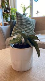 Sansevieria Kirkii Silver Blue, Ophalen of Verzenden