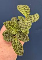 Jewel orchid Macodes Petola p7, Ophalen of Verzenden, Halfschaduw, Minder dan 100 cm