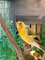 Mooie bastaard gele, Dieren en Toebehoren, Vogels | Overige Vogels, Mannelijk, Wildzangvogel