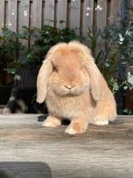 Lieve minilop voedster, Dieren en Toebehoren, Vrouwelijk, Dwerg, Hangoor, 0 tot 2 jaar