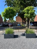 Antraciete plantenbakken op maat, 100 cm of meer, Vierkant, Ophalen of Verzenden, Zo goed als nieuw