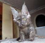 prachtige maine coon kittens met stamboom, Dieren en Toebehoren, Katten en Kittens | Raskatten | Langhaar, Meerdere dieren, Gechipt