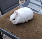 (dwergkonijn) Rasechte Pool Blauwoog voedster, Vrouwelijk, Dwerg, 3 tot 5 jaar