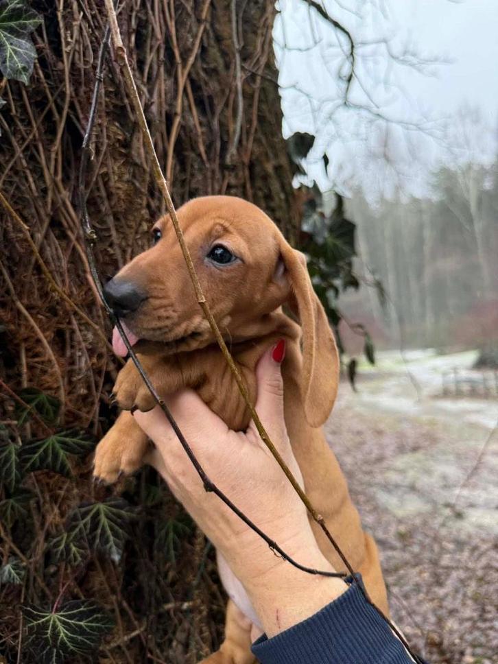 Korthaar teckel pups 2 prachtige teefjes, Dieren en Toebehoren, Honden | Teckels en Dashonden, Teef, Korthaar, Standaard, Particulier