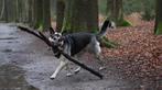 Oost Europese herder Vereniging, CDV (hondenziekte), 1 tot 2 jaar, Meerdere, Meerdere dieren
