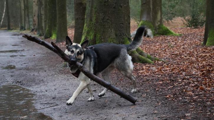 Oost Europese herder Vereniging, Dieren en Toebehoren, Honden | Herdershonden en Veedrijvers, Meerdere dieren, Herder, Particulier