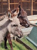 2 lieve ezel merries ter overname, Dieren en Toebehoren, Overige Dieren, Vrouwelijk