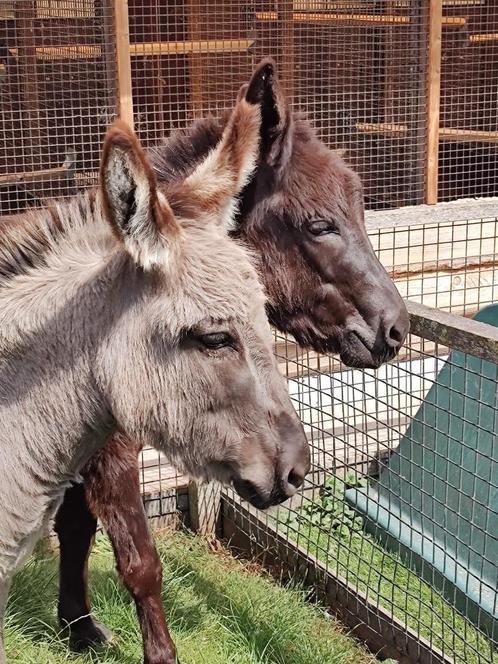 2 lieve ezel merries ter overname, Dieren en Toebehoren, Overige Dieren, Vrouwelijk, Voor 1 juli 2024