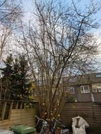 Hazelnoten boom, Tuin en Terras, Haardhout, Minder dan 3 m³, Ophalen of Verzenden