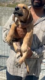 Hercules (Pup 8), Particulier, Rabiës (hondsdolheid), 15 weken tot 1 jaar, Reu