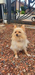 Pomeriaan keeshondje, Dieren en Toebehoren, Honden | Chihuahua's en Gezelschapshonden, Particulier, 1 tot 2 jaar, Buitenland, Eén hond