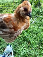 Jonge kip, Dieren en Toebehoren, Kip