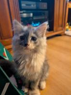 Main coon kittens, Poes, Ontwormd, 0 tot 2 jaar