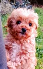 Toypoedel en kleine dwergpoedel, Poedel, 8 tot 15 weken, Meerdere, Meerdere dieren