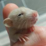 ♥️Gezins ratjes Tam ! ✨️Dumbo Siamese&Husky✨️ 100% ♥️, Rat, Meerdere dieren, Tam, September