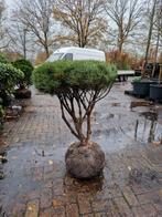 Pinus Sylvestris Watereri - Dwergden meerstam, Tuin en Terras, Planten | Bomen, Volle zon, Bloeit niet, Minder dan 100 cm, Overige soorten