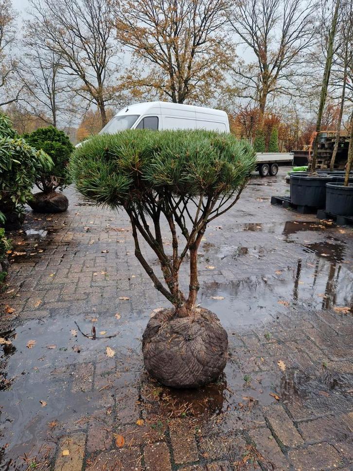 Pinus Sylvestris Watereri - Dwergden meerstam, Tuin en Terras, Planten | Bomen, Overige soorten, Minder dan 100 cm, Volle zon